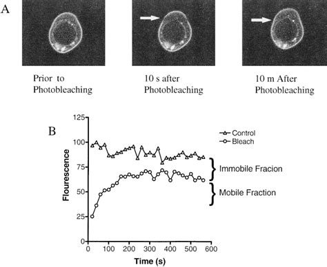 Fluorescence recovery after photobleaching. (A) A typical FRAP... | Download Scientific Diagram