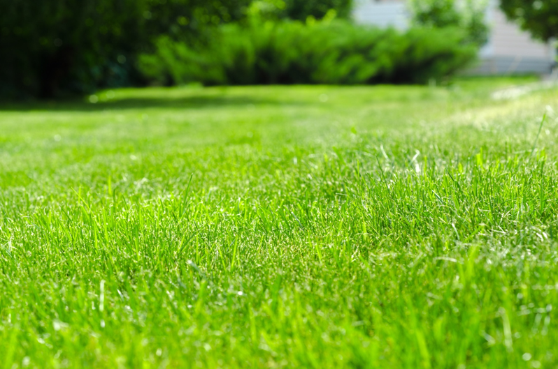 How to Maintain a Perfectly Manicured Lawn - Richerson Interiors - Grease Removing Solutions