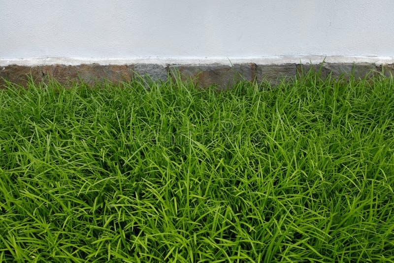Asian Manicured Grasses Grow Along The Base Of The Wall Surround Stock Image - Image of grass