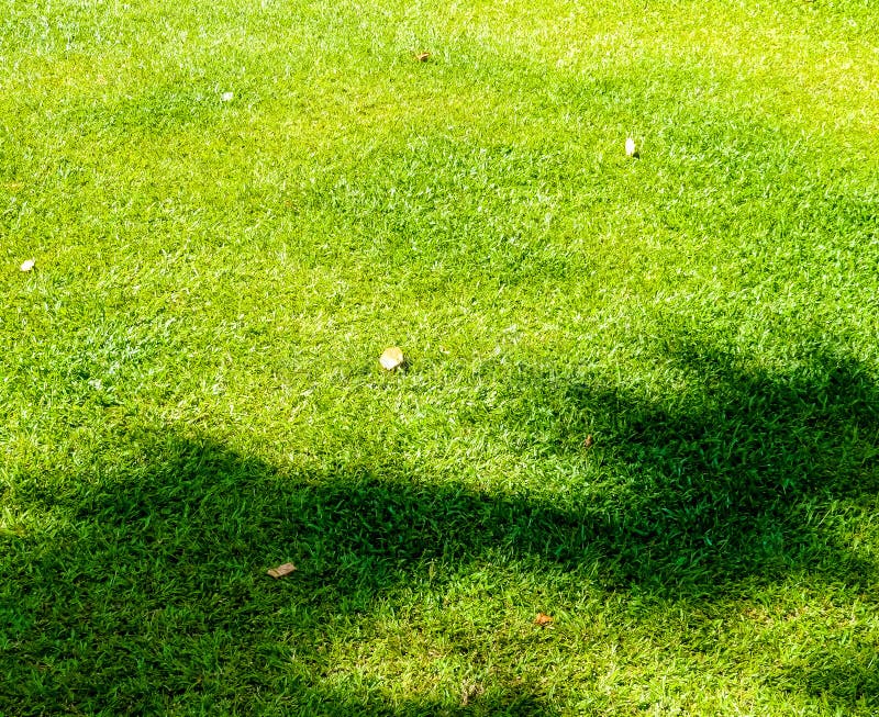 Manicured Grass and Stone Tiles Stock Photo - Image of alive, growing: 29432778