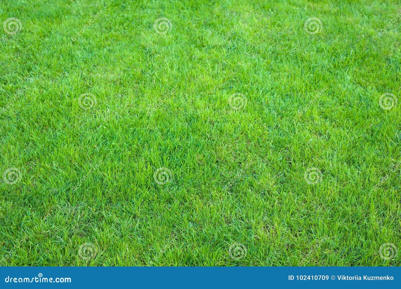 Fresh Green Manicured Lawn Close Up. Clipped Green Grass Background. Stock Image - Image of