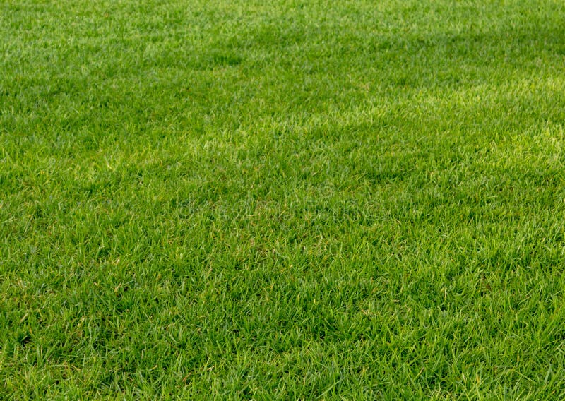 Green Shaved Manicured Lawn Stock Photo - Image of closeup, green: 121676376