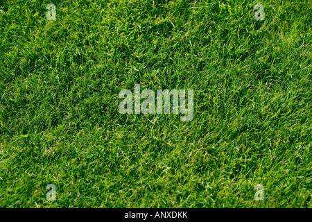 Close up of well manicured grass tennis court with net in the background at Wimbledon