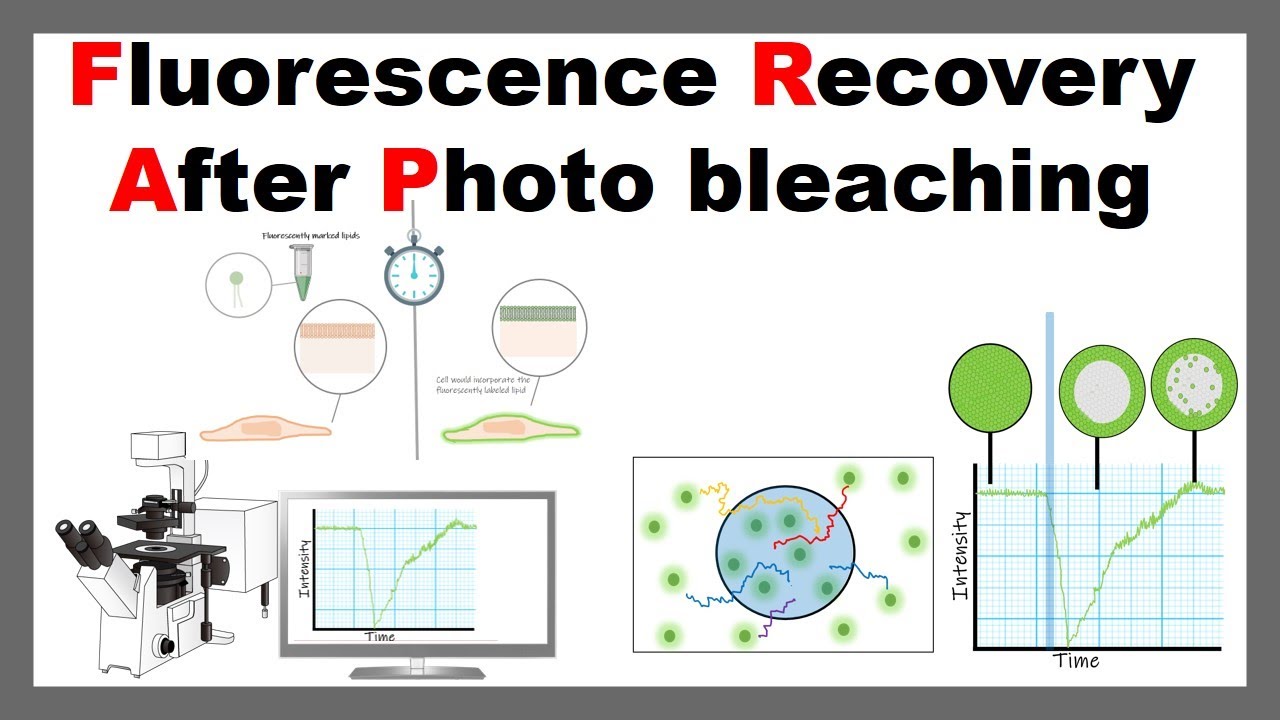 Fluorescence Recovery After Photo bleaching ( FRAP) | Principle & Application of FRAP - YouTube