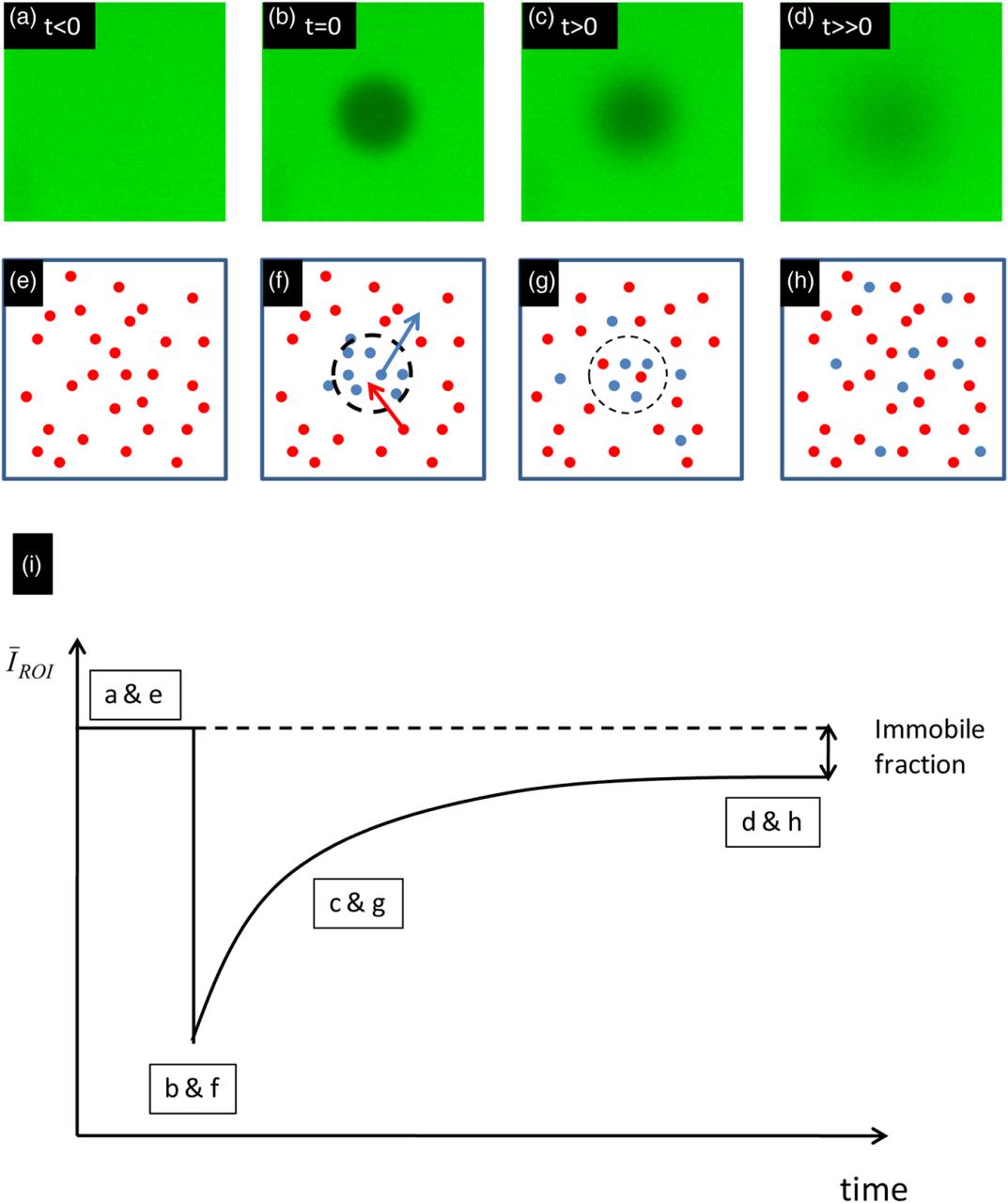 Fluorescence recovery after photobleaching in material and life sciences: putting theory into